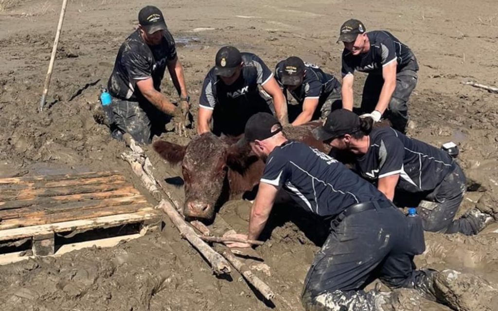 Hawke’s Bay vets and Navy personnel rescuing a stranded cow during the Valentine's Day 2024 floods